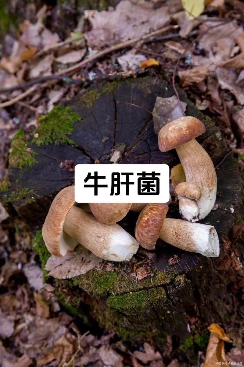 湘菜之魂_探寻牛肝菌的独特魅力(湘菜里的牛肝菌是什么) 湘菜之魂_探寻牛肝菌的独特魅力(湘菜里的牛肝菌是什么) 饮食拾萃