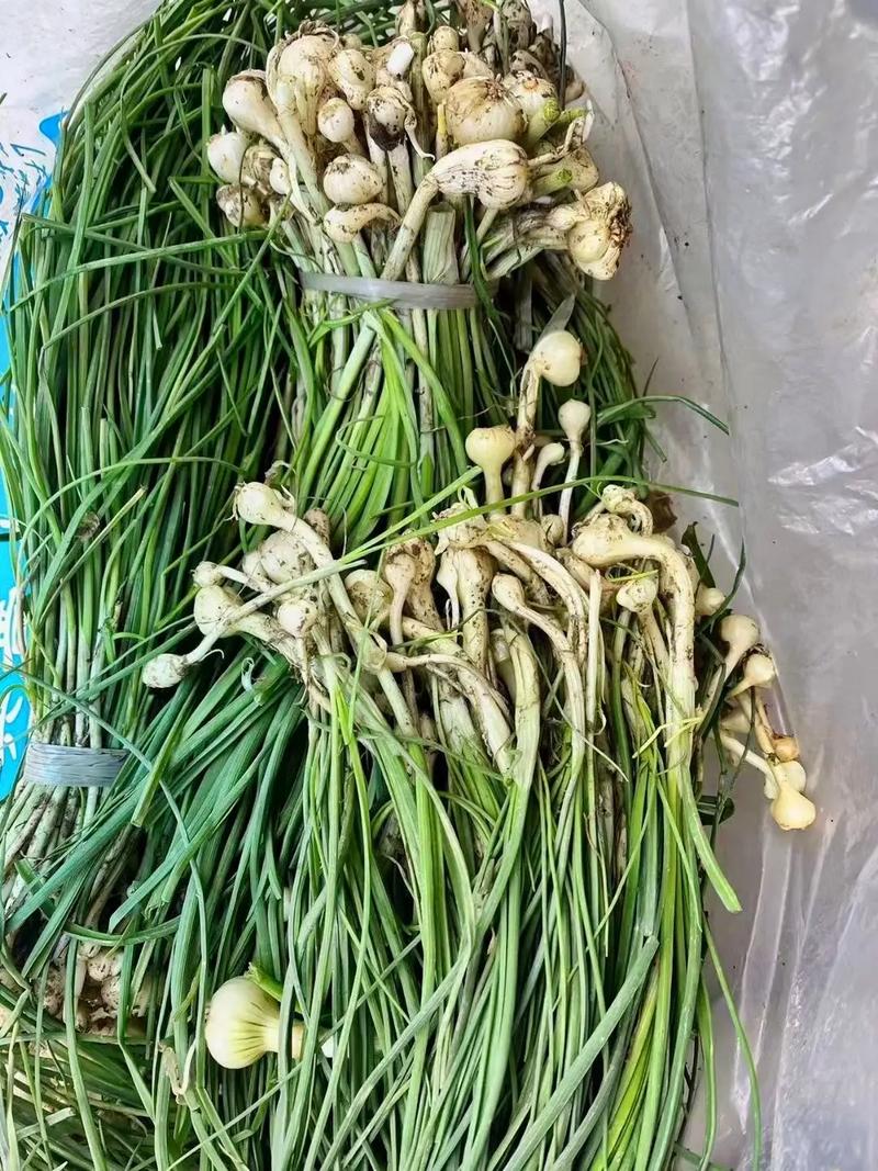 湘菜中的鱼香四溢,探寻湘菜鱼做法的鲜美奥秘_湘菜里鱼的做法有哪些好吃 湘菜中的鱼香四溢,探寻湘菜鱼做法的鲜美奥秘_湘菜里鱼的做法有哪些好吃 饮食拾萃