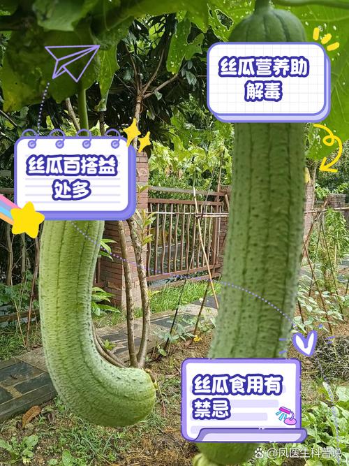 介绍丝瓜美容仪器,科技与自然的完美融合，引领苹果用户护肤新潮流 介绍丝瓜美容仪器,科技与自然的完美融合，引领苹果用户护肤新潮流 养生保健