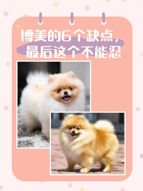 博美犬美容仪器,适用性与效果的完美结合 博美犬美容仪器,适用性与效果的完美结合 家居时尚