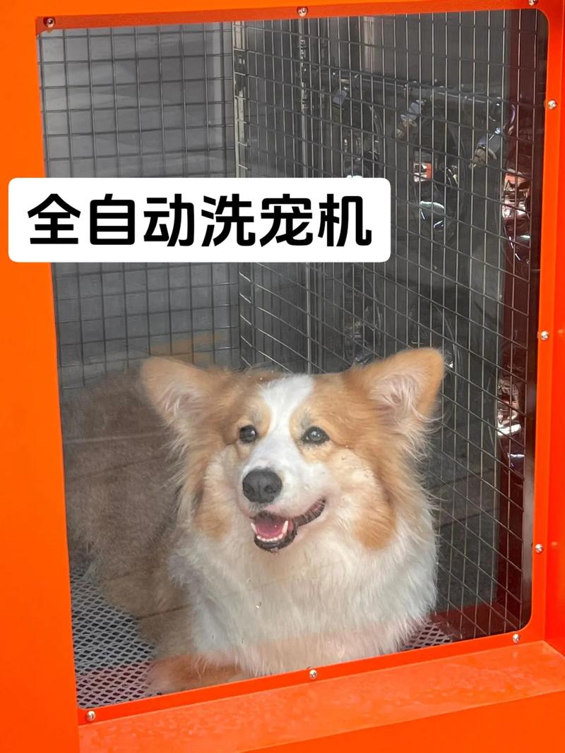 家用狗狗美容仪器,宠物的精致生活从“美”开始 家用狗狗美容仪器,宠物的精致生活从“美”开始 旅行地理