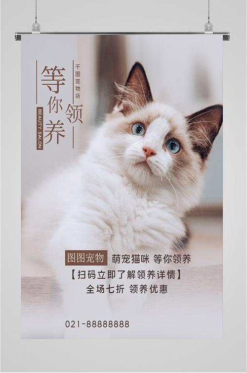 打造宠物界的“时尚秀”_猫美容仪器海报模板全介绍 打造宠物界的“时尚秀”_猫美容仪器海报模板全介绍 美容塑身