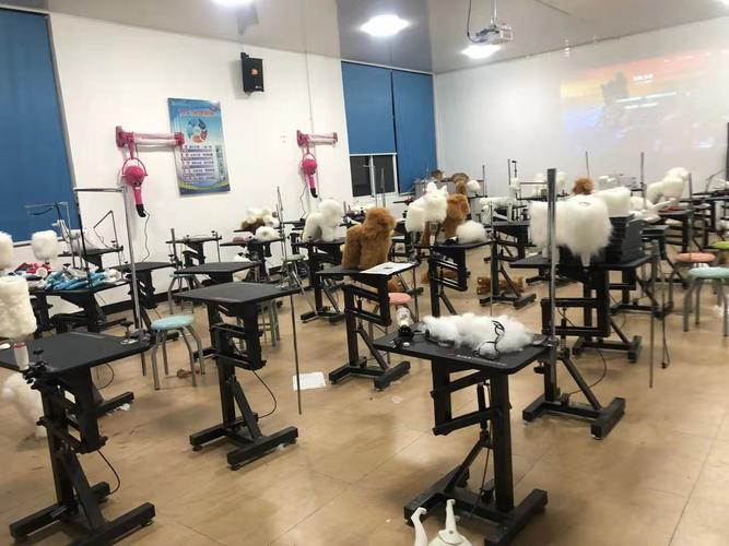 杭州宠物美容仪器引领行业发展，打造高品质宠物生活 杭州宠物美容仪器引领行业发展，打造高品质宠物生活 家居时尚