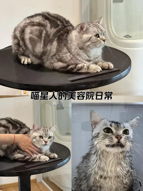 猫咪美容新篇章_介绍市面上最热门的猫美容仪器推荐 猫咪美容新篇章_介绍市面上最热门的猫美容仪器推荐 饮食拾萃