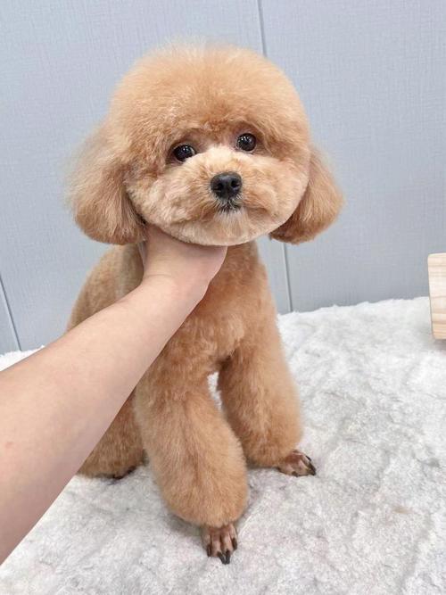 老式贵宾犬美容仪器,传承与创新的美容艺术 老式贵宾犬美容仪器,传承与创新的美容艺术 日用科普
